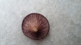 Panus neostrigosus image