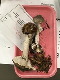 Amanita porphyria image