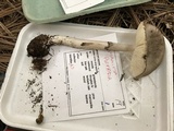 Amanita porphyria image