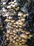 Psathyrella piluliformis image