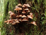 Mycena maculata image