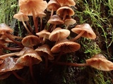 Mycena maculata image