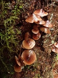 Mycena maculata image