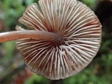 Mycena maculata image