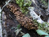 Psathyrella piluliformis image