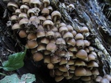Psathyrella piluliformis image