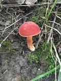 Boletus rubellus image