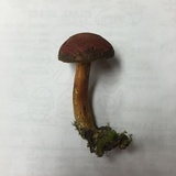 Boletus rubellus image