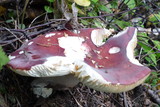 Russula paludosa image