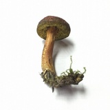 Boletus rubellus image