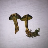 Boletus rubellus image