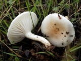 Hygrophorus discoxanthus image