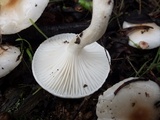 Hygrophorus discoxanthus image
