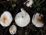 Hygrophorus discoxanthus image