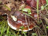 Ganoderma resinaceum image