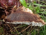 Ganoderma resinaceum image