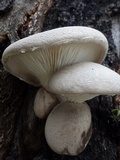 Pleurotus dryinus image