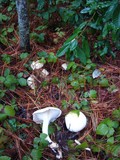 Clitopilus prunulus image