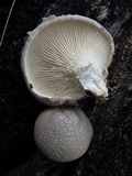 Pleurotus dryinus image