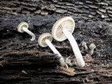 Simocybe centunculus var. centunculus image