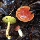 Aureoboletus auriporus image
