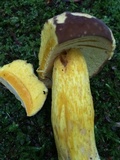 Boletus auripes image