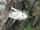 Cordyceps tuberculata image