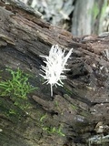 Cordyceps tuberculata image