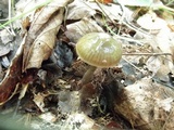 Gliophorus irrigatus image