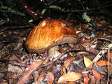 Leccinum manzanitae image