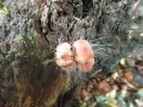 Spinellus fusiger image