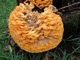 Laetiporus squalidus image