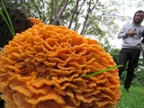 Laetiporus squalidus image