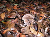 Tricholoma griseoviolaceum image
