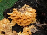 Laetiporus squalidus image