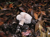 Tricholoma griseoviolaceum image
