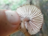 Spinellus fusiger image