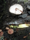 Spinellus fusiger image