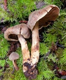 Cortinarius flexipes image