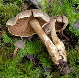 Cortinarius flexipes image