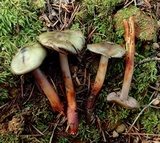 Phaeocollybia fallax image