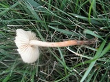 Marasmius oreades image