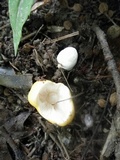 Russula lutea image