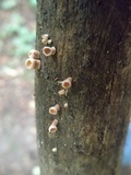Dacryopinax elegans image