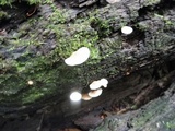Hohenbuehelia petaloides image
