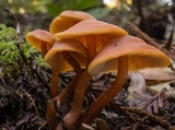 Rhodocybe nitellina image