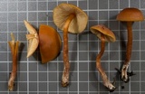 Rhodocybe nitellina image