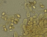 Rhodocybe nitellina image