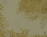 Rhodocybe nitellina image