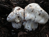 Tricholoma pardinum image